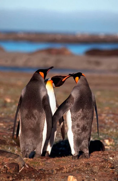 King Penguins Quarreling Andrews Bay South Georgia Aptenodytes Patagonica — Fotografia de Stock