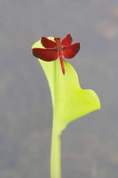 Dragonfly Leaf Putussibau West Kalimantan Kalimantan Bar Borneo Indonesia Asia — стокове фото