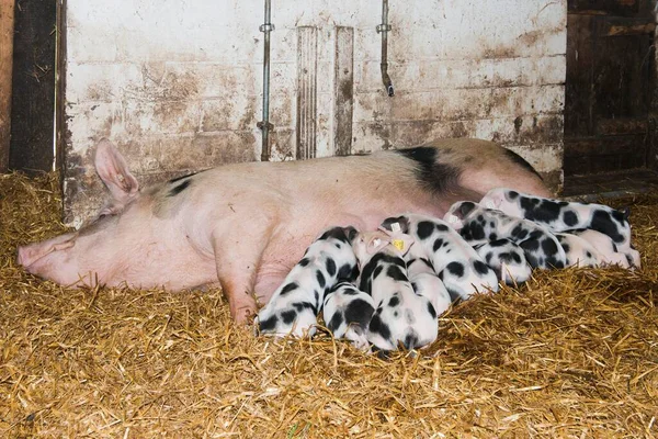 Bentheim Black Pied Sus Scrofa Domesticus Endangered Breed Livestock Sow — Stock fotografie