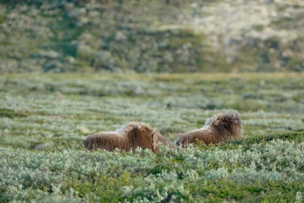 Musk Ovibos Moschatus Nationalpark Dovrejell Norway Europe — Stockfoto