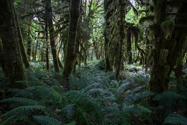 Vegetação Com Samambaias Kestner Homestead Trail Quinault Rainforest Perto Quinault — Fotografia de Stock