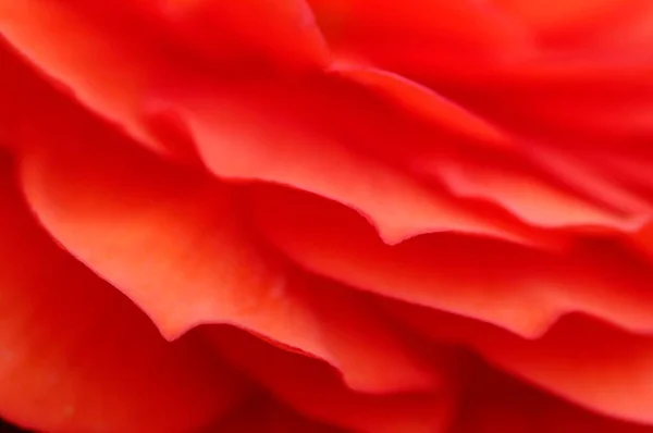 Квітка Бегонії Вид Крупним Планом Літня Концепція — стокове фото