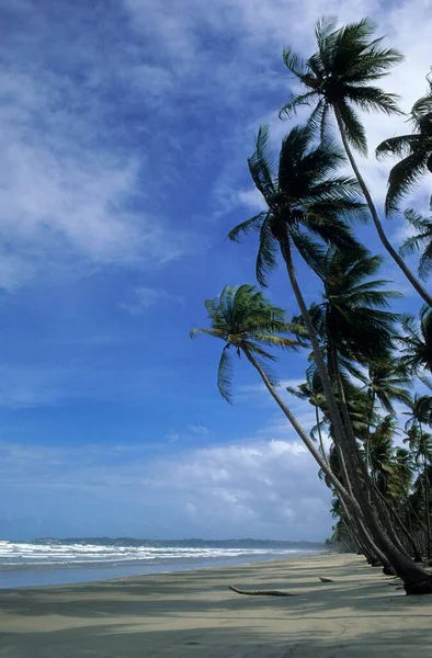 Spiaggia Con Palme Cocos Bay Trinidad Tobago — Foto Stock