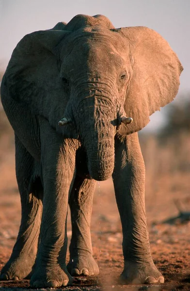 Elefante Africano Parco Nazionale Etosha Namibia Loxodonta Africana — Foto Stock