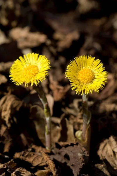 Coltsfoot Tussilago Farfarfara Вид Зблизька — стокове фото