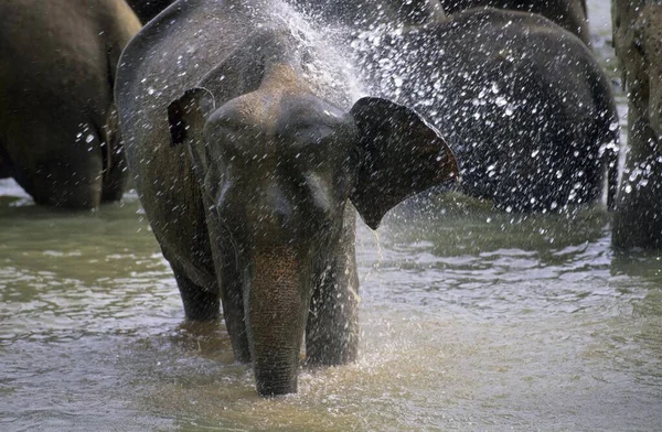 Manada Elefantes Asiáticos Bañándose Río — Foto de Stock