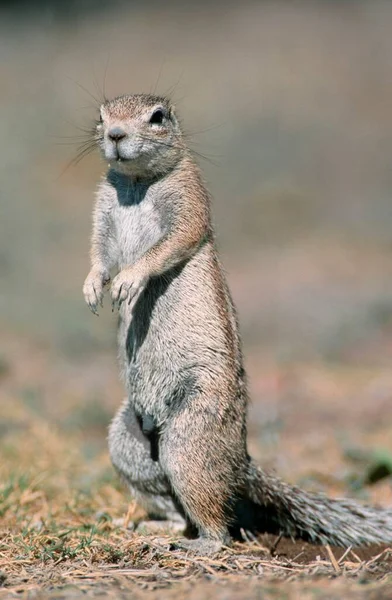 Cape Ground Squirrel Etosha National Park Namibia Xerus Inauris — Stockfoto