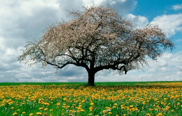 Blühender Apfelbaum Auf Der Löwenzahnwiese Baden Württemberg Deutschland Europa — Stockfoto