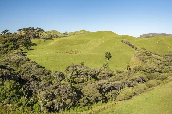 Yuvarlanan Tepeler Koyun Otlakları Veda Spit Yakınları Golden Bay Southland — Stok fotoğraf