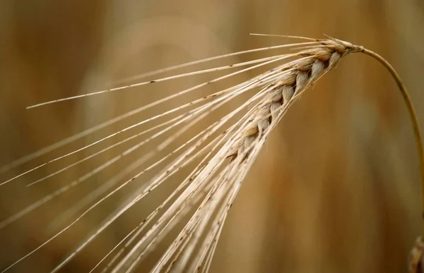 Barley Hordeum Vulgare North Rhine Westphalia Germany Europe — Stock Photo, Image