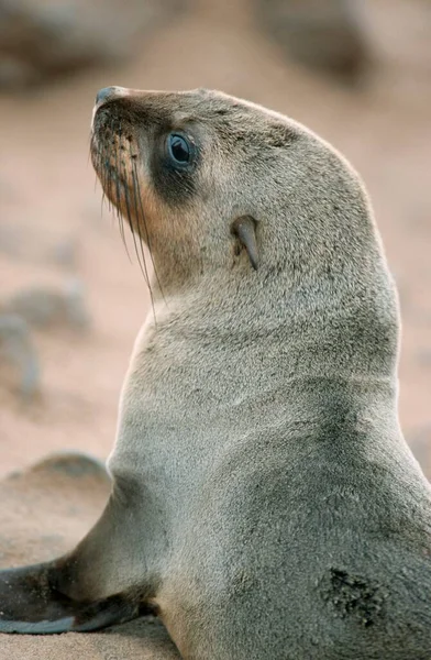 Young South African Fur Seal Arctocephalus Pusillus Cape Cross Namíbia — Fotografia de Stock