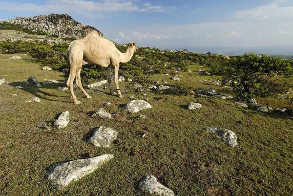 Camel Highlands Socotra Island Unesco World Heritage Site Yemen Asia — 스톡 사진