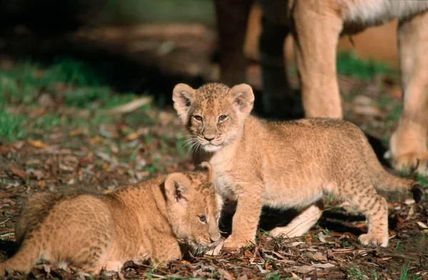 African Lion Cubs Panthera Leo — Stockfoto