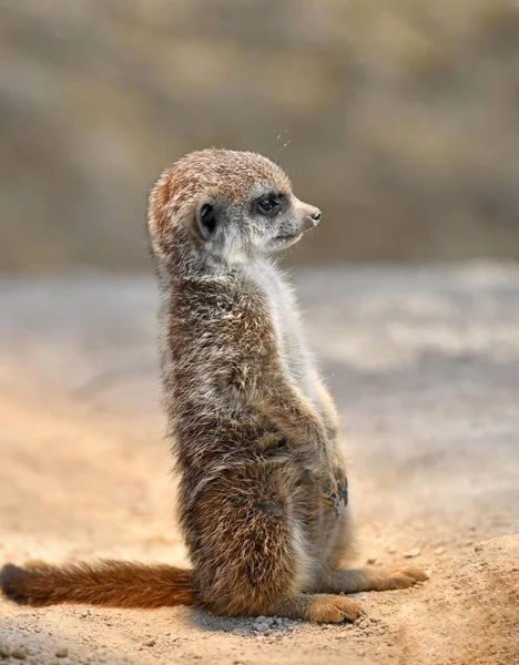 Meerkat Suricata Suricatta Juvenile Weeks Lookout Captive — Stockfoto