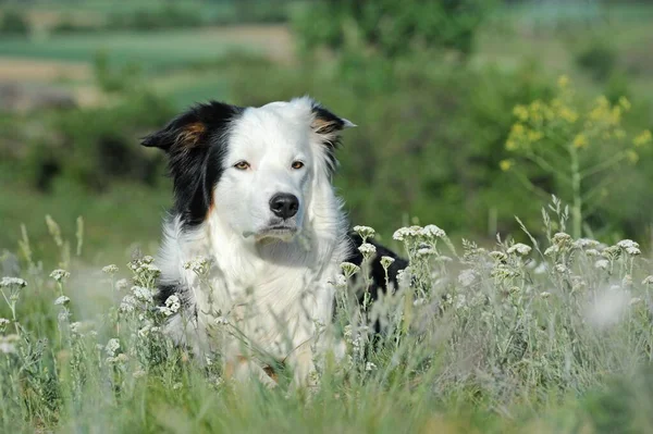 Border Collie Male Tricolor Flower Field Germany Europe — Stock Photo, Image