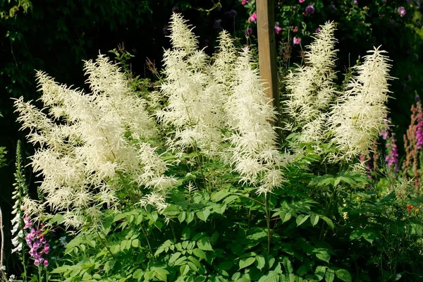 Goat\'s beard flowers, close up view, summer concept