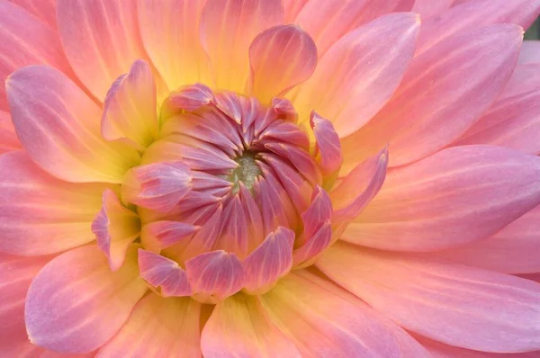 Dahlia Flower Close View Summer Concept — Stockfoto