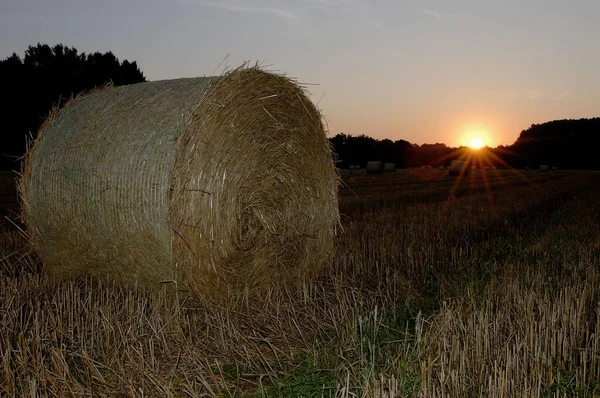 Straw Bales Stubble Field North Rhine Westphalia Germany Europe — Φωτογραφία Αρχείου