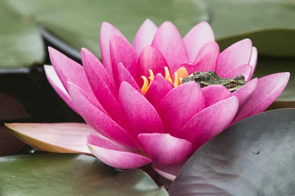 Pink Water Lily Nymphaea Cultivar Edible Frog Rana Esculenta Emsland — Foto de Stock