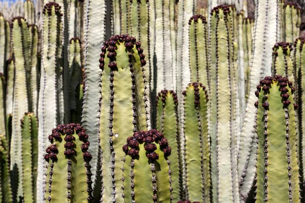 Candelabra Euphorbia Candelabrum Tenerife Kanári Szigetek Spanyolország Európa — Stock Fotó