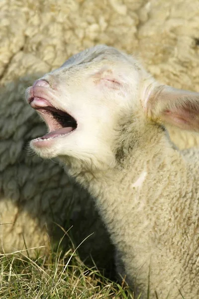 Merino Sheep Sheep Sheep — Foto de Stock
