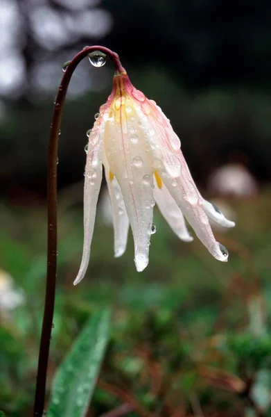 Glacier Lily Drops Rain Rainier National Park Washington — Foto de Stock