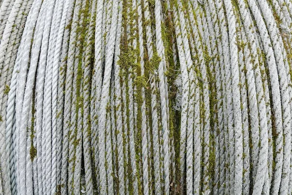 Still Life Old Pulley Moss Covered Alaska Usa North America — Stock Photo, Image