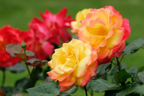 Rose Funkuhr Blüten Nahsicht Sommerkonzept — Stockfoto