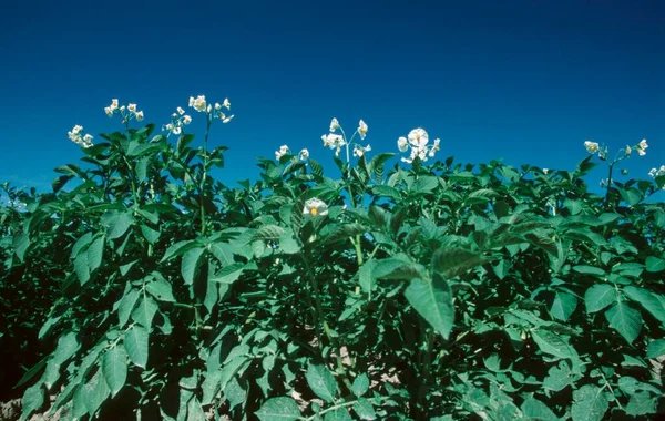 Картошка Solanum Tuberosum Цветущая — стоковое фото