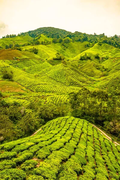 Tea plantations, Cameron Highlands, Tanah Tinggi Cameron, Malaysia, Asia