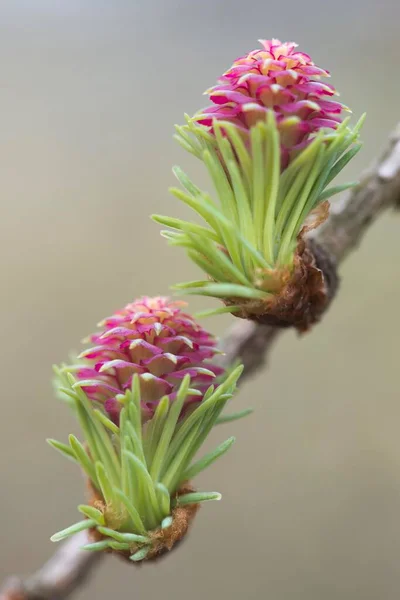 Female Flowers Larch Larix Decidua Emsland Lower Saxony Germany Europe — Zdjęcie stockowe