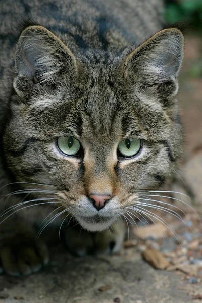 Gato Selvagem Europeu Felis Silvestris — Fotografia de Stock