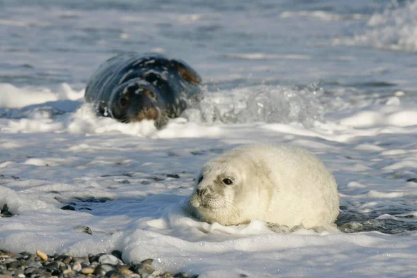 Gri Foklar Halichoerus Grypus Dişi Yavru Helgoland Holstein Almanya Avrupa — Stok fotoğraf