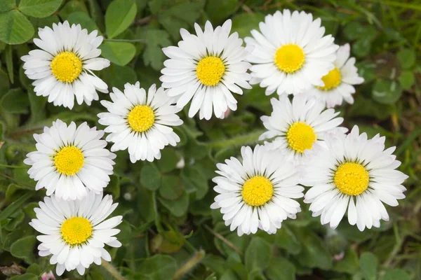 Vanligt Daisy Bellis Perennis — Stockfoto