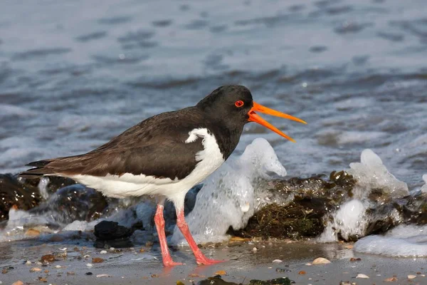 Oystercatcher Wadden Sea Minsener Oog East Frisian Islands Lower Saxony — стокове фото