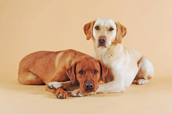 Two Labrador Retrievers Yellow Cuddling — Fotografia de Stock