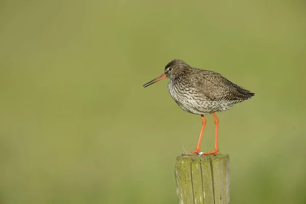 Common Redshank Post Texel Pays Bas Europe — Photo