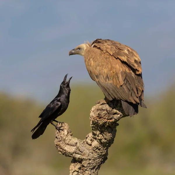 Griffon Vulture Gyps Fulvus Juvenile Raven Corvus Corax Fighting Branch — Stock Fotó