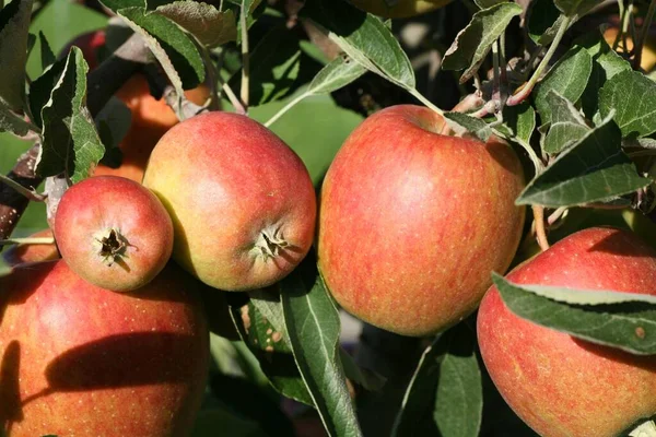 Apple Harvest Thurgau Canton Switzerland Europe — Stock Photo, Image