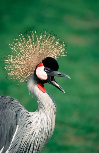 East African Crowned Crane Calling Balearica Pavonina Regulorum Adult Individual — Stok fotoğraf