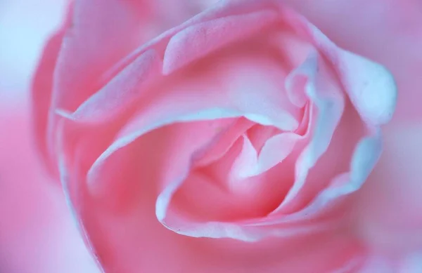 Beautiful Pink Rose Flower Macro Close — Stockfoto