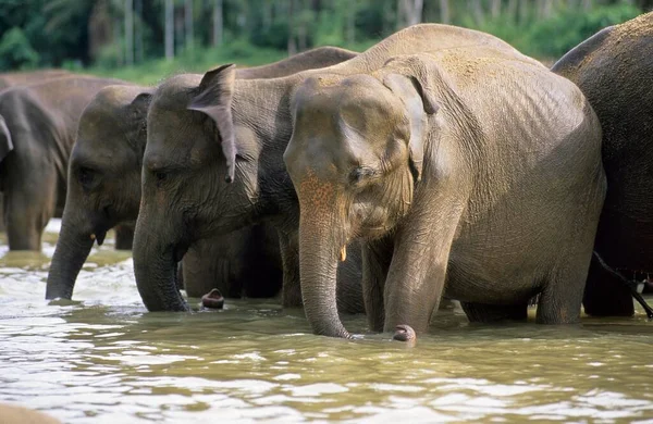 Herd Asian Elephants Bathing River — Foto Stock