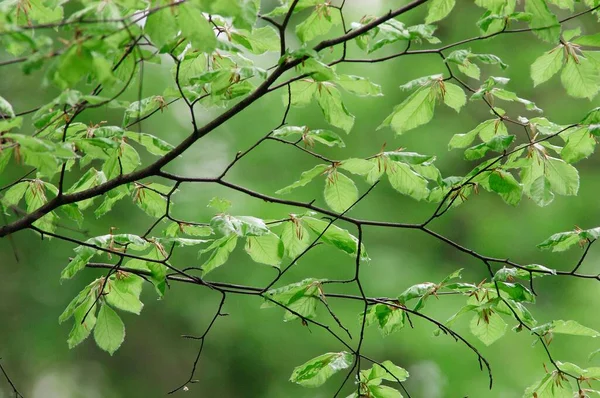 Hojas Haya Primavera Renania Del Norte Westfalia Alemania Fagus Sylvatica — Foto de Stock