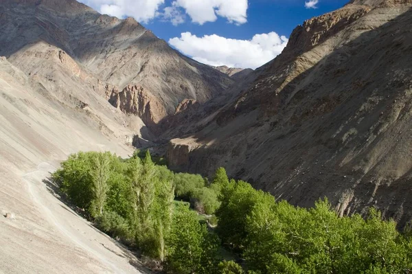 River Oasis Jing Chan Valley Ladakh Jammu Kashmir India Asia — 图库照片