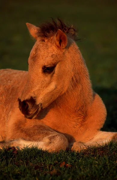 Konik Horse Foal Germany Europe — 图库照片