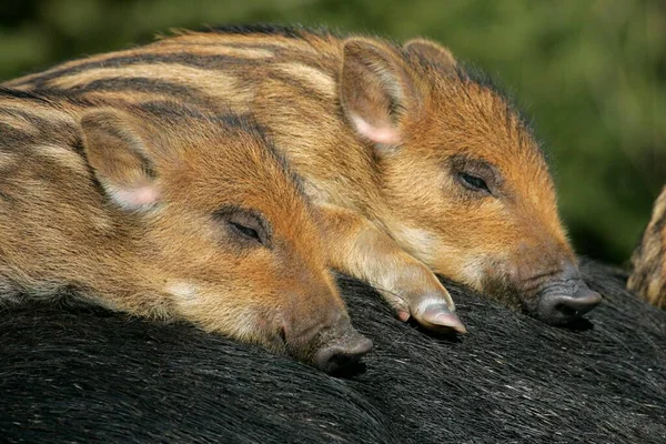 Wild Boars Sus Scrofa Piglets Pig — Foto Stock