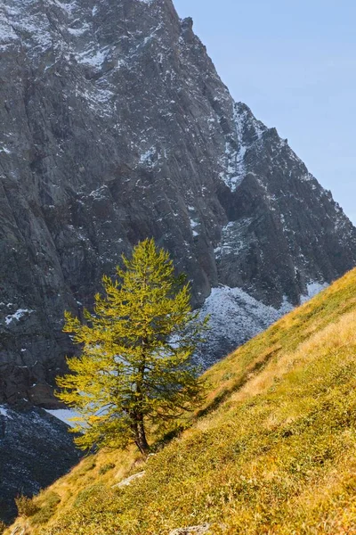 Conífera Pinheiro Colina Montanhas Neve Piemonte Itália Europa — Fotografia de Stock