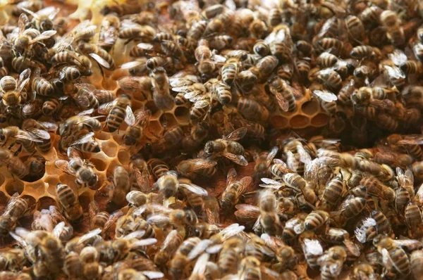 Bees Honeycomb Close View — Zdjęcie stockowe