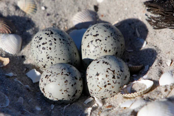 Flussregenpfeifer Charadrius Hiaticula Sand Ostfriesische Inseln Ostfriesland Niedersachsen Deutschland Europa — Stockfoto