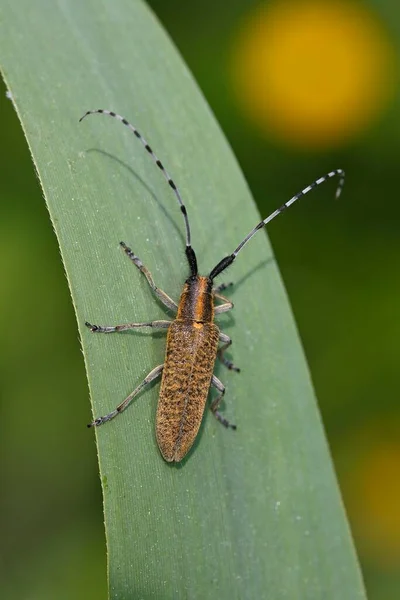 Golden Bloomed Grey Longhorn Bee Agapanthia Villosoviridescens Schleswig Holstein Germany — Stok fotoğraf